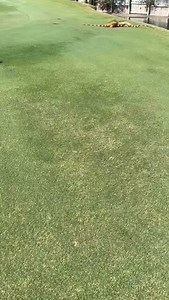 Invasive iguanas are fighting for territory as we Speak! #florida #iguana #iguanas #iguanaiguana #fishing #invasivespecies #iguanaman #hunting #floridalife #fish | Raj Deonarine