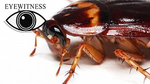 EYEWITNESS | Prehistoric Life