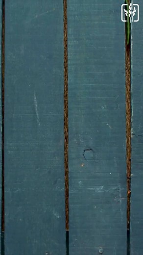 Preserving #CropDiversity is key to #FoodSecurity and resilient agriculture in the face of environmental challenges. 🌻 🌍 Genebanks play a crucial role as guardians of this diversity. Yet, multiple risks threaten their invaluable collections. Learn more ➡️ https://buff.ly/4cV2adZ | Crop Trust