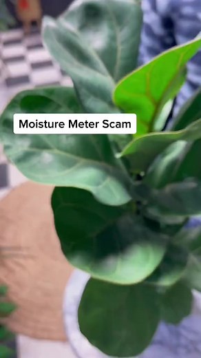 20K views · 190 reactions | Do moisture meters work #planttips #houseplants #plantpeople #planttips #plants #plantlife #gardening #plantlover | Tanner The Planter | Facebook