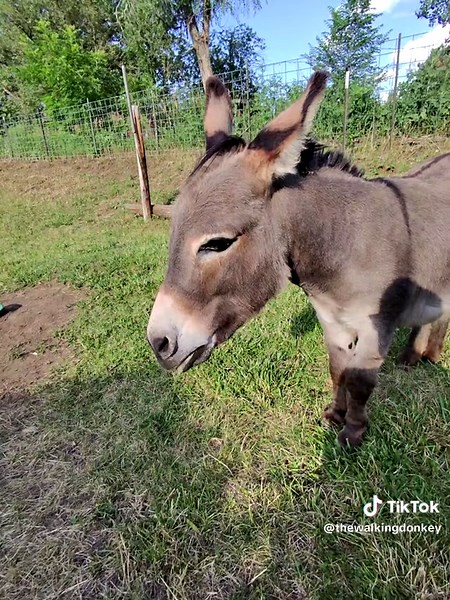 Donkey Enjoys Eating an Apple - ASMR Experience