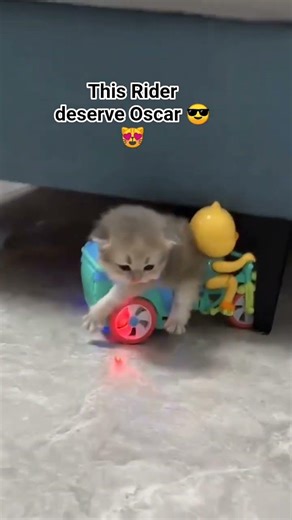 that cat poop was revenge what do you think #cat #turkishcat #funnyanimal #funny #funnycat #cute