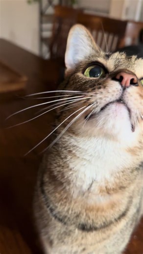 Angus the Tabby | Melanie on TikTok