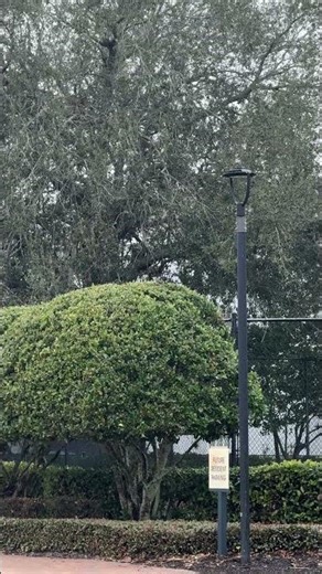 The Mockingbird Blue Jay duet. God I love that bird, so beautiful #birds #bluejay #mockingbird