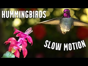 Hummingbirds in SLOW MOTION