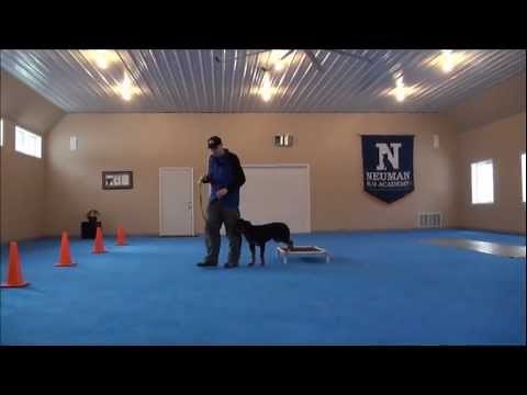 Nikko (Rottweiler) Dog Training Video