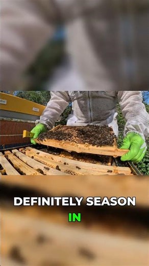 Healthy Hive: Queen Laying Worker & Drone Brood!