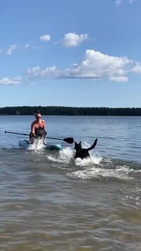 This woman was sitting on a paddle boat and paddling when two dogs jumped into the water and came to her. They climbed onto the paddle boat, but it lost balance, and all three of them fell into the water. | Jukin Copyright Management