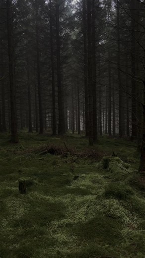 Calm Nature | Deep Forest Escape on Instagram: "🌲 The forest doesn’t speak. It breathes. Moss-covered silence. Fog-laced stillness. This is where the world slows down — and your soul catches up. 📸 Not my photo — shared with reverence. 📩 DM if this is your image — I’ll credit or remove it instantly. 📌 Save this for when you need to reset your rhythm. 💬 Are you more “mystical mist” or “sunlit path”? 🌫️ 🔁 Tag someone who finds peace in the quiet. #ForestReels #MoodyForest #NatureTherapy #Dar