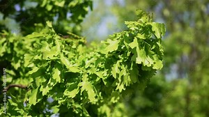 Green acorns on tree . Oak branch with green acorns and leaves