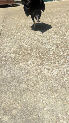 Ambassador Spotlight! Meet Cash the Black Vulture! Cash was found as a juvenile trying to break into a member of the public’s house. After two days of trying to chase him away, and Cash successfully getting into their shed, the finder contacted us to rescue him. Upon arrival at the finder’s house, Cash was sitting in the finder’s lap with the finder more than a little flustered. Cash was brought to our Raptor Hospital where he quickly began food begging from the staff and trying his best to foll