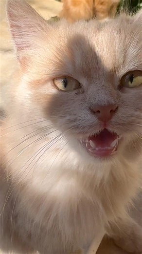 Cat Noises to Make them Come to you