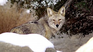 Oregon moves to stop coyote killing contests