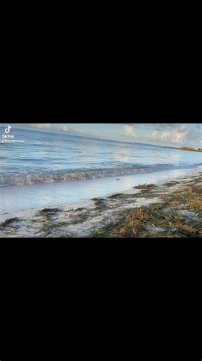 120K views · 1.1K reactions | A Loggerhead nest hatched this morning...