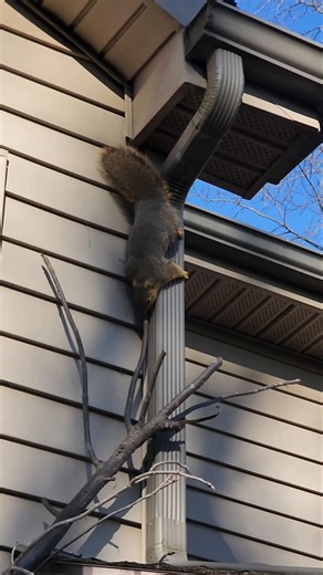 Inchworm Down the Drain Pipe 😂🐿❤️ #TwitchyTales #TwitchyTales4u #TwitchyTheSquirrel #PetSquirrels