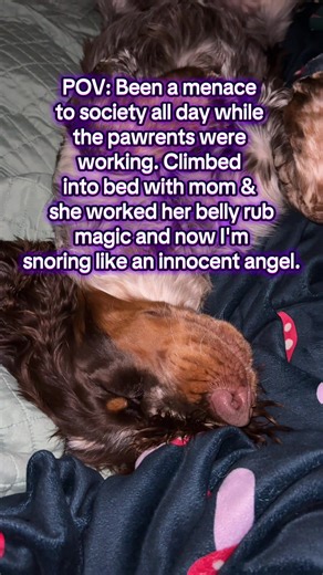 T-Rex Teen Chaos Mode Activated: A Day in the Life of a Springer Spaniel