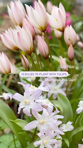 Save 20% on tulip bulbs all this week! Here are a few ideas in case you’re planning to make a combination. The combinations work well in a layered pot (bulb lasagne) and planted in groups or dotted around each other in borders. Head to our website and choose from our massive range of tulips, and loads of other bulbs like these to plant with them. Autumn is the time to plant them! . . . #tulips #springflowers #plantcombinations #layeringbulbs #bulblasagne #flowers #plantideas #containergardening 