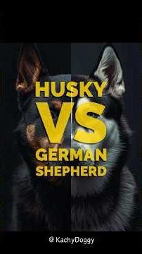 Husky vs German Shepherd, everyone thinks German Shepherds are smarter, but the truth will shock you