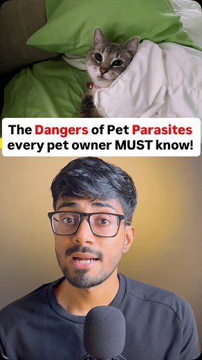 Adithya Nataraj 🇮🇳 on Instagram: "The dangers of pet parasites you MUST know❗️ If your dog or cat sleeps on your bed, you could be at risk for zoonotic transmission of parasitic worms! We’re talking tapeworms and roundworms that can cause chronic illness, fatigue, and serious health issues. Protect your family with these vet-approved steps: 1. Regular deworming 🗓️ 2. Strict hygiene 🧼 3. Natural defense (like pumpkin seeds, papaya seeds and black walnut ) Learn how to safely love your pets an