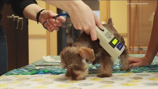 'Save This Life' pet microchip company shuts down, how to know if your pet is still protected