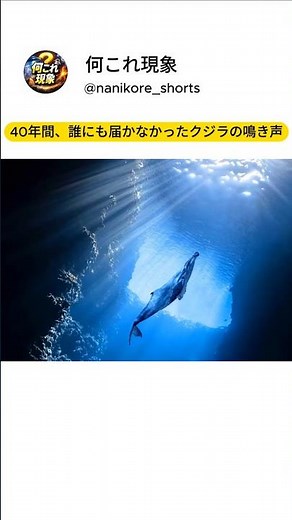 40年間、誰にも届かなかったクジラの鳴き声