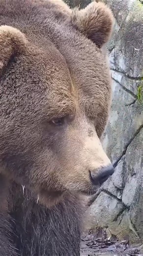 Плюшевый Мансурка 🐻❤️#mansurbear#авиамедведь