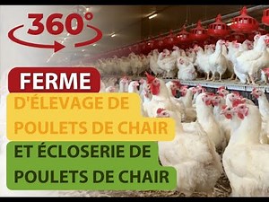 360 Ferme d'élevage de poulets de chair et écloserie de poulets de chair