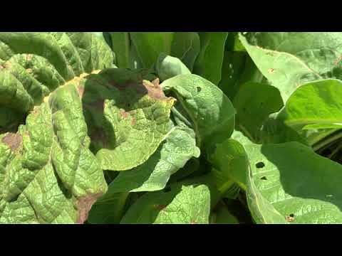 Mullein Harvesting & Mullein Uses