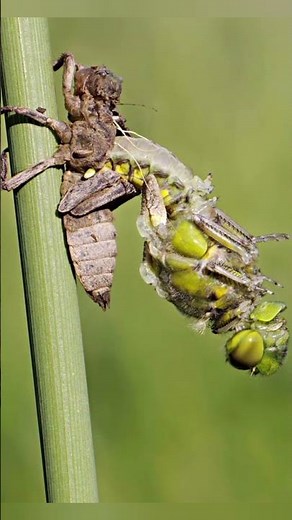 Incomplete Metamorphosis #insects #entomology #msczoology #bsczoology