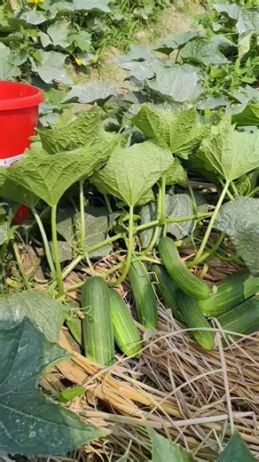 kheera harvesting time #funny #duet #comedy #grow #farming #fouryoupage #viralvideo #watch #kishan