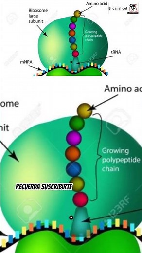 What is a ribosome #biology
