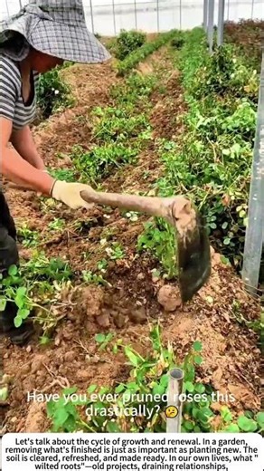 Clearing the Way: Removing Wilted Rose Roots 🌱🧑🌾