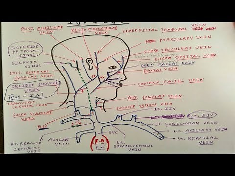 External and Internal Jugular Vein (Only One Page) | TCML