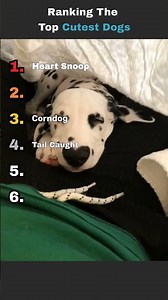 Ranking The Funniest Dog Moments🐶😂 #shorts #dogs #dogshorts