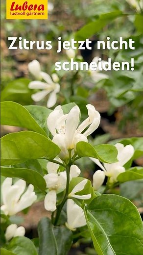 Do not prune citrus plants in spring!