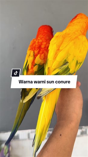 Simak baik baik video ini biar kalian makin tau kalo ternyata sun conure ada banyak jenis mutasi warnanya😁 #parrotlovers #parrotsoftiktok #burungjinak #burungpintar #parrot