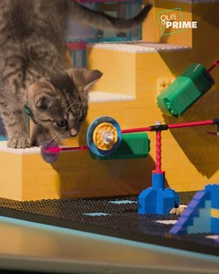 Place à l'épreuve la plus mignonne de l'histoire de l'émission ! Les compétiteurs vont devoir créer... des palais pour des chatons ! 😻😸 RDV samedi à 21h05 dans GULLIPRIME pour un nouvel épisode de la saison 4 inédite de LEGO® Masters USA ! | Gulli