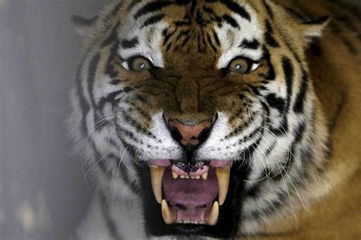 Un tigre tue une femme dans un zoo en Chine