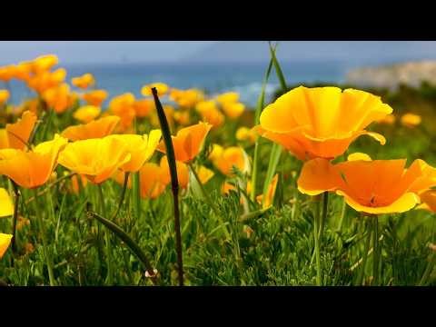 Spring Along the Golden California Coast, Hymns, Relaxing Music arrangements by Tim Janis