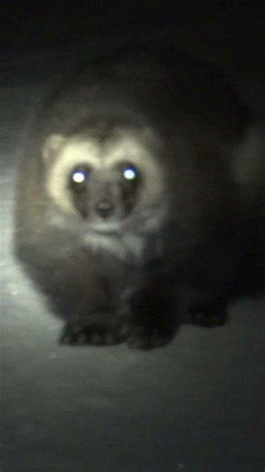 A wolverine will never turn down a piece of cake.