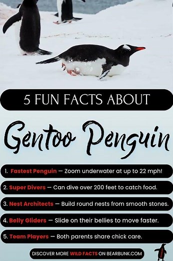 5 Fun Facts About the Gentoo Penguin!