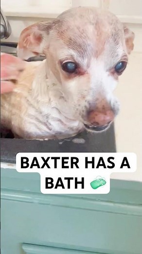 Baxter Getting Beautiful For His Fans ❤️🤣 #funnydogs #doggrooming #viralshorts #baxter #foryoupage