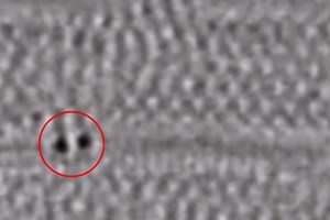 World-first footage of atoms bonding reveals matter 'half a million times smaller than human hair'
