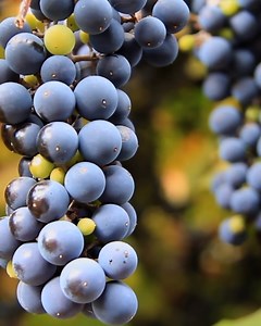 🍇 Il mondo del vino si dà appuntamento ad Alba per la 6° Global Conference on Wine Tourism organizzata da UNWTO, l’Agenzia delle Nazioni Unite dedicata al Turismo. Questa vetrina unica, in terra di Langa, sarà accompagnata da tanti appuntamenti a tema wine in tutta la regione, per far conoscere al mondo le eccellenze vitivinicole del nostro territorio. Un'occasione per vivere la storia e cultura secolare del vino in Piemonte attraverso esperienze e degustazioni. Scopri tutti gli eventi https://