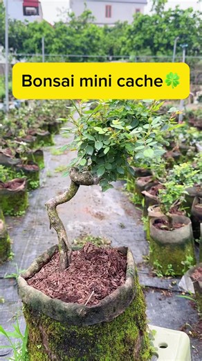 🍀 Bonsai mini cache 😅 . 280k bác nào quan tâm liên hệ e nhé #tuhongbonsai #hoadep #hoahong #bonsai #caycanh