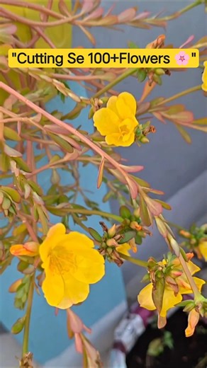 How To Grow Perslane (Moss Rose) From Cutting 🌸 Easy Flowering Plant in Pot #Shorts