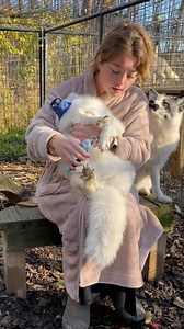 🦊 Today’s episode of Bathrobe Adventures answered a common question I get on Cleo videos: “Do you ever trim her nails? They’re so long!” Because of 1) Arctic fox nails generally are longer due to their wild habitat, 2) The way they grow out isn’t as much of a health concern as it would be with a domestic dog, and 3) the stress that nail trims cause, we don’t need to/choose to trim her nails often. However, I will trim them a few times per year, as seen here. ✂️ | Arctic Fox Daily Wildlife Rescu