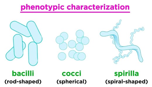 Taxonomy of Bacteria: Identification and Classification – Lifeboat News: The Blog