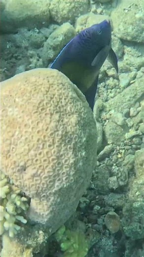 Yellowbar Angelfish Rare Open Sea Sighting ⚠️🤯🌊