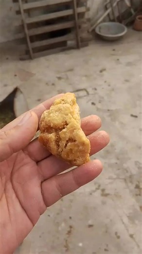 Deworming Goats with Oxafax for Healthy Livestock